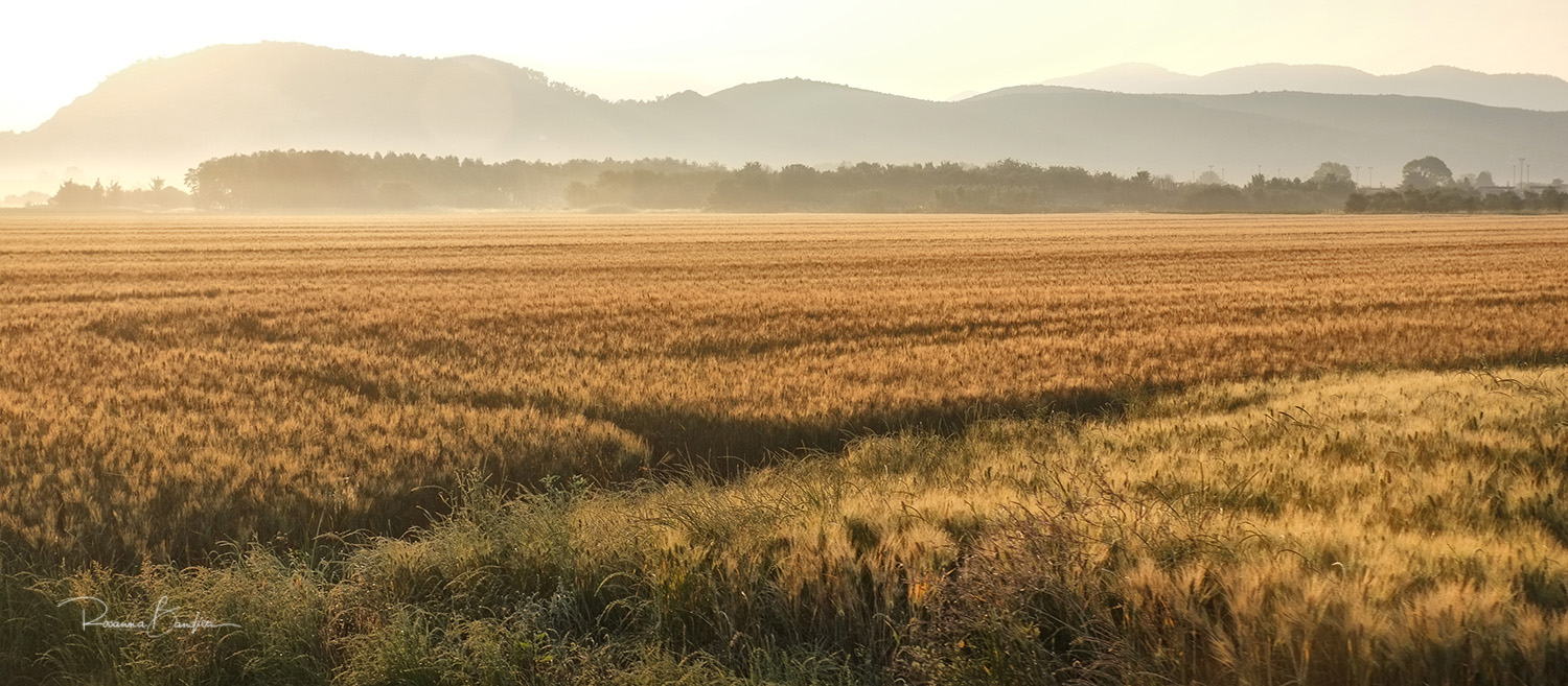 'Il mattino ha l'oro in bocca'