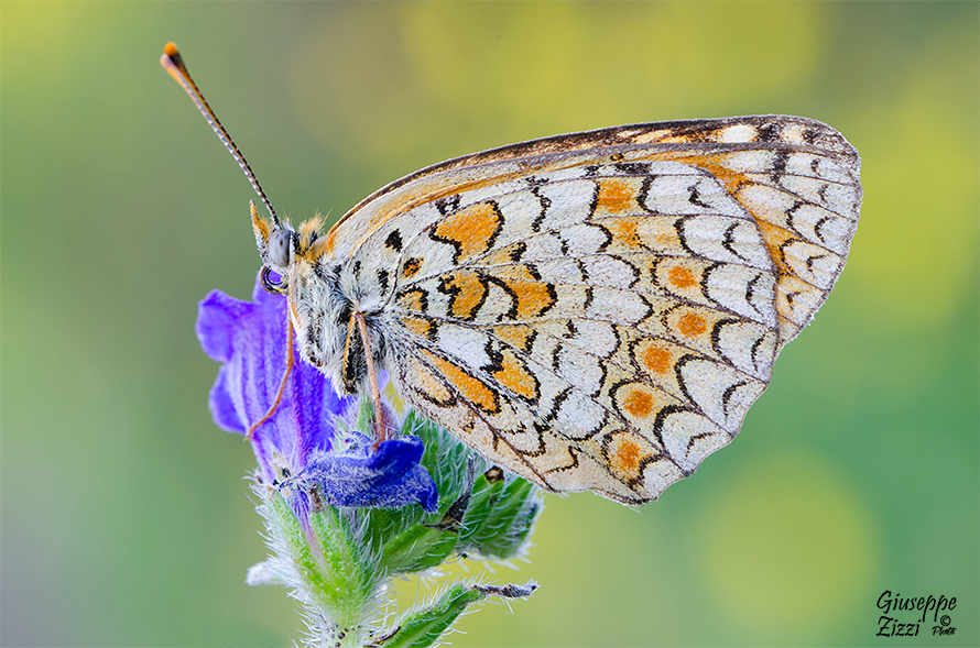 Melitaea ornata