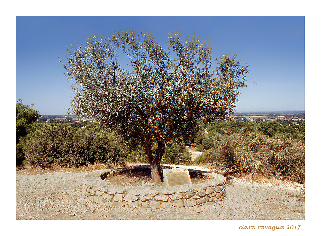 Ulivo nel sole...