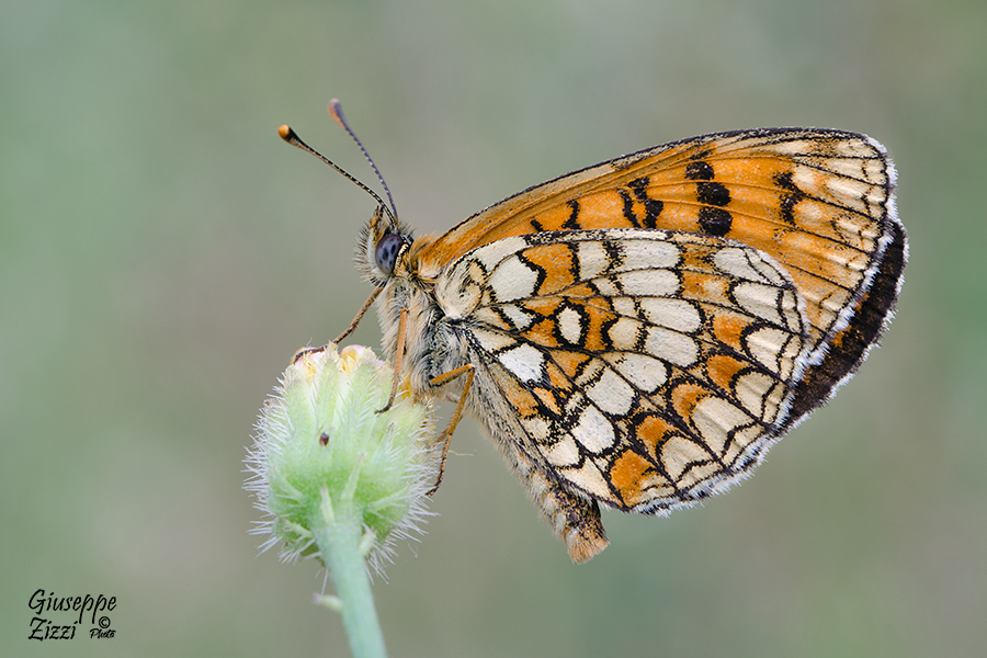 Melitaea athalia