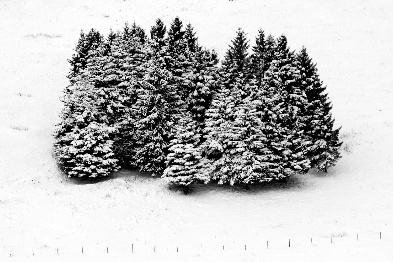 Agglomerato invernale