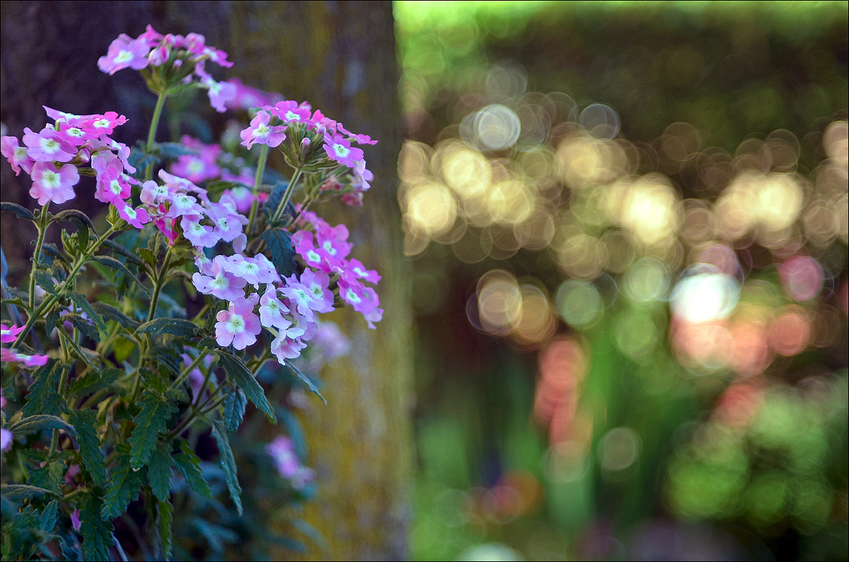 Bokeh...con ottica vintage