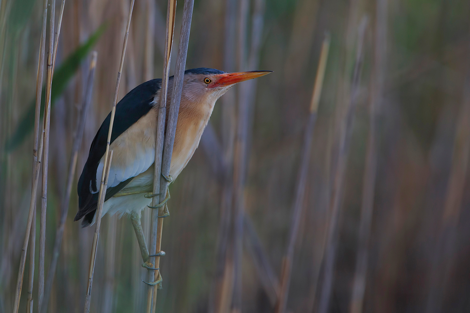 tarabusino ambientato