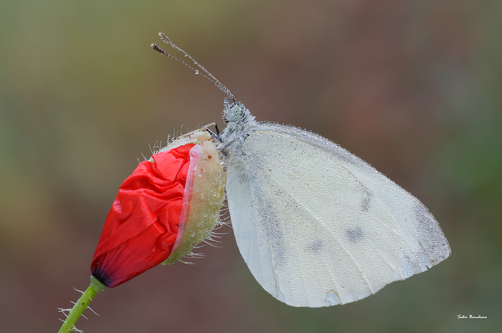 Pieris Rapae...