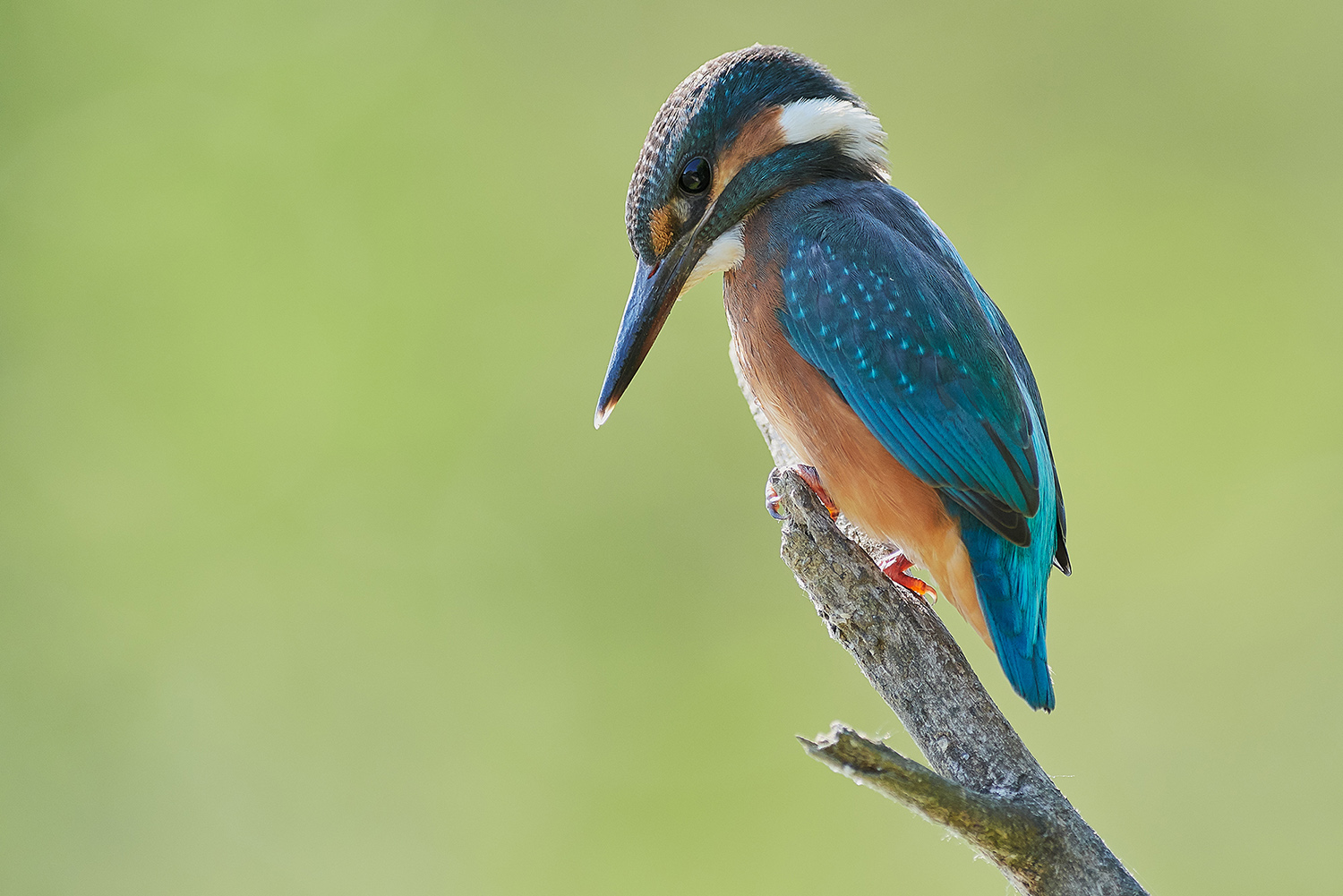 Alcedo Atthis