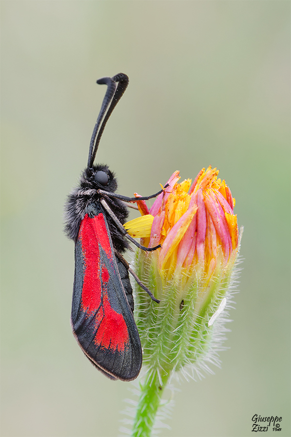 Zygaena