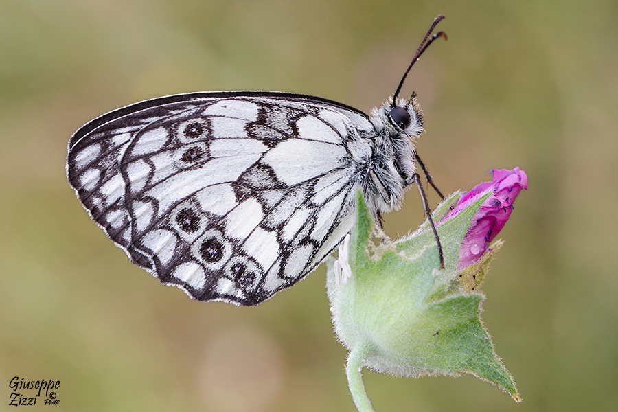 Melanargia Galathea