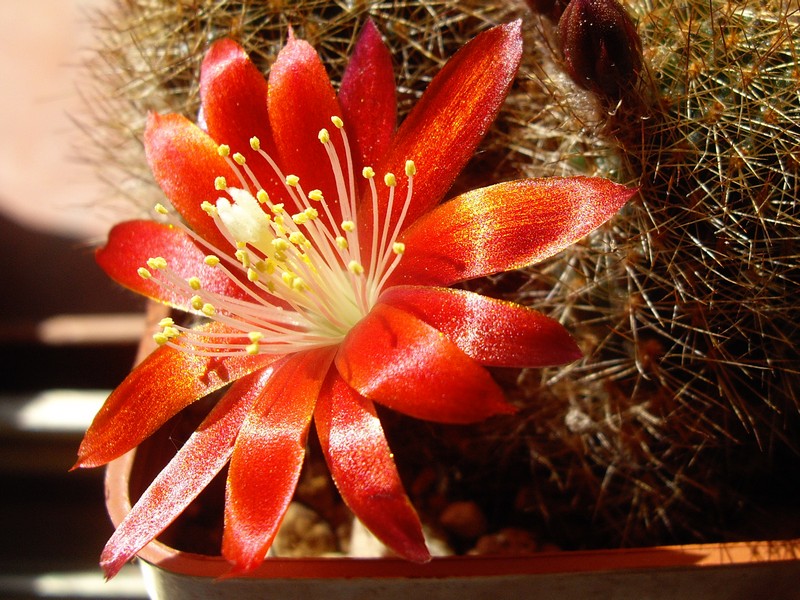 Rebutia fulviseta