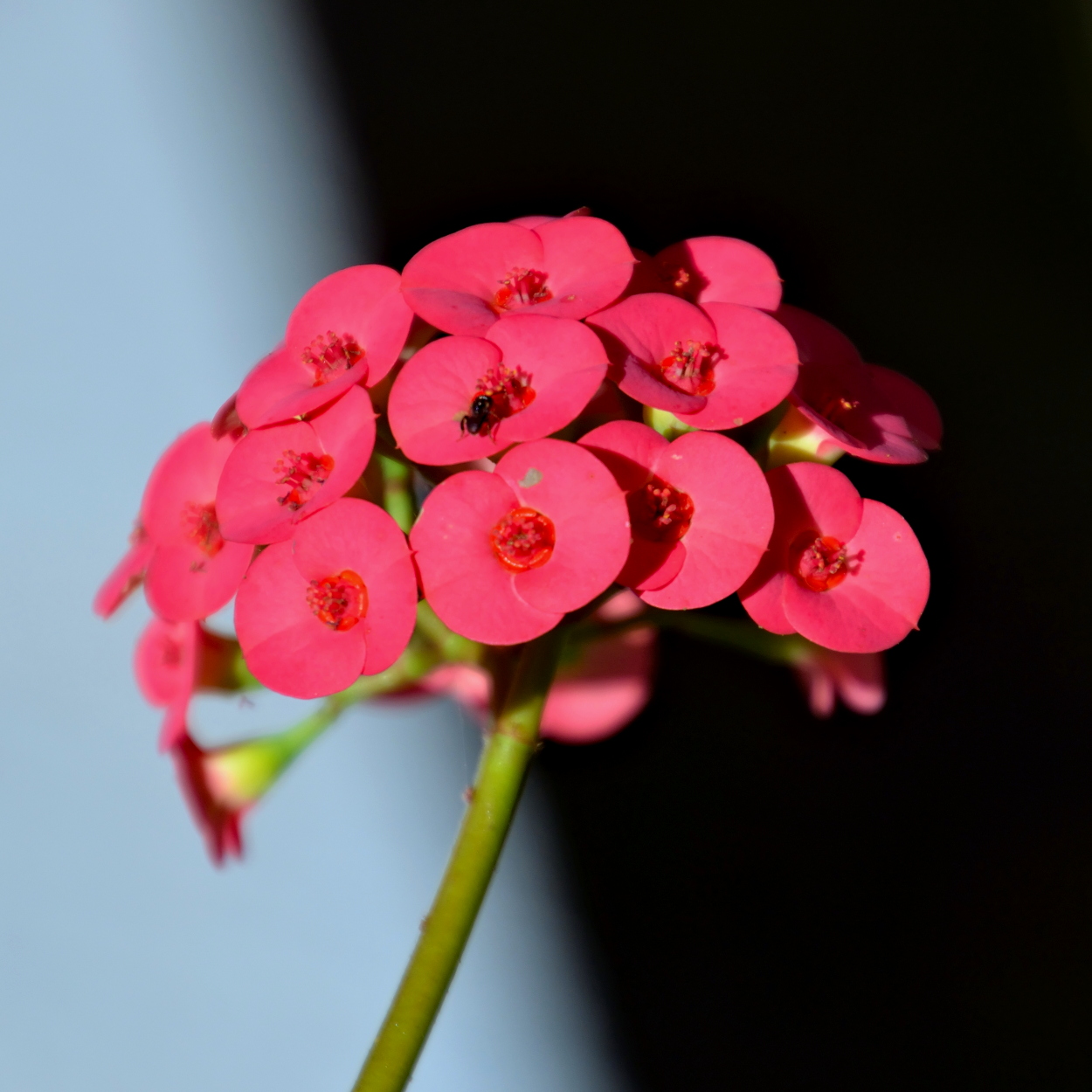 Spina Christi... il fiore