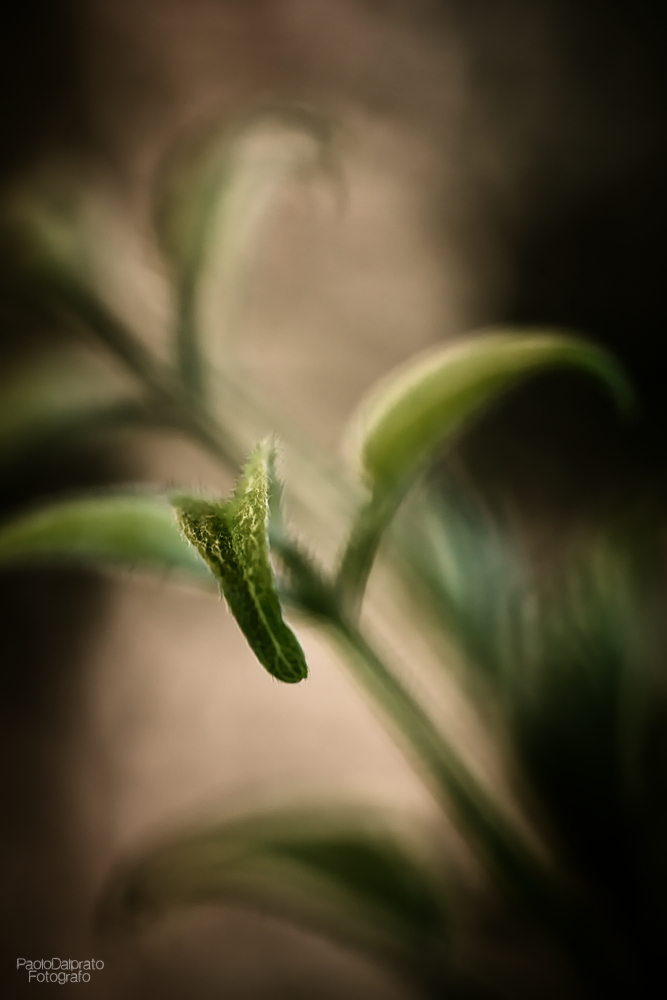 Non faccio foto di fiori