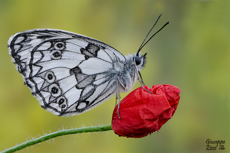 Melanargia Galathea