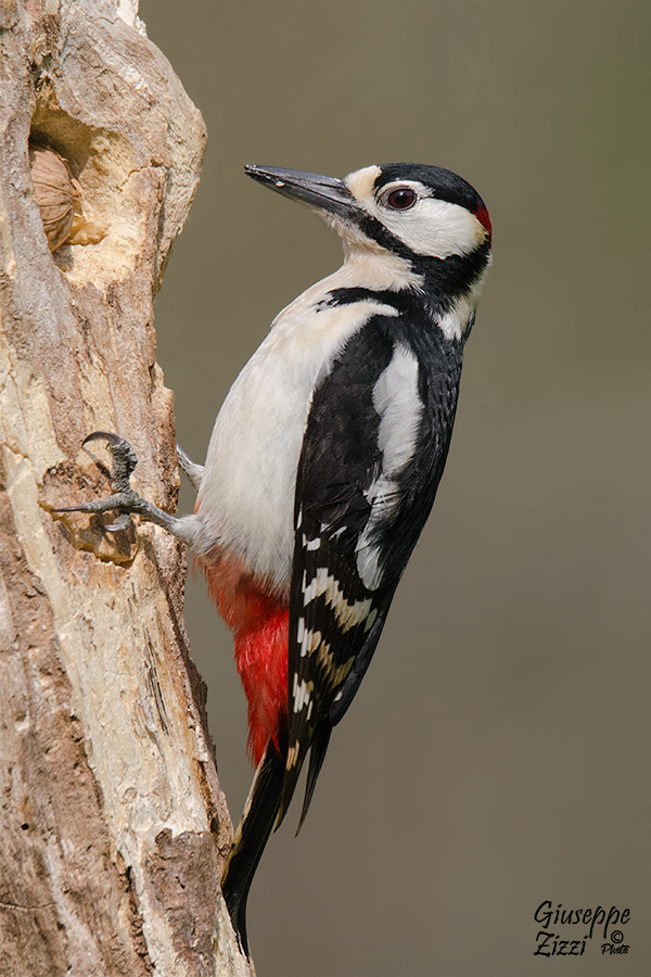 Picchio Rosso Maggiore