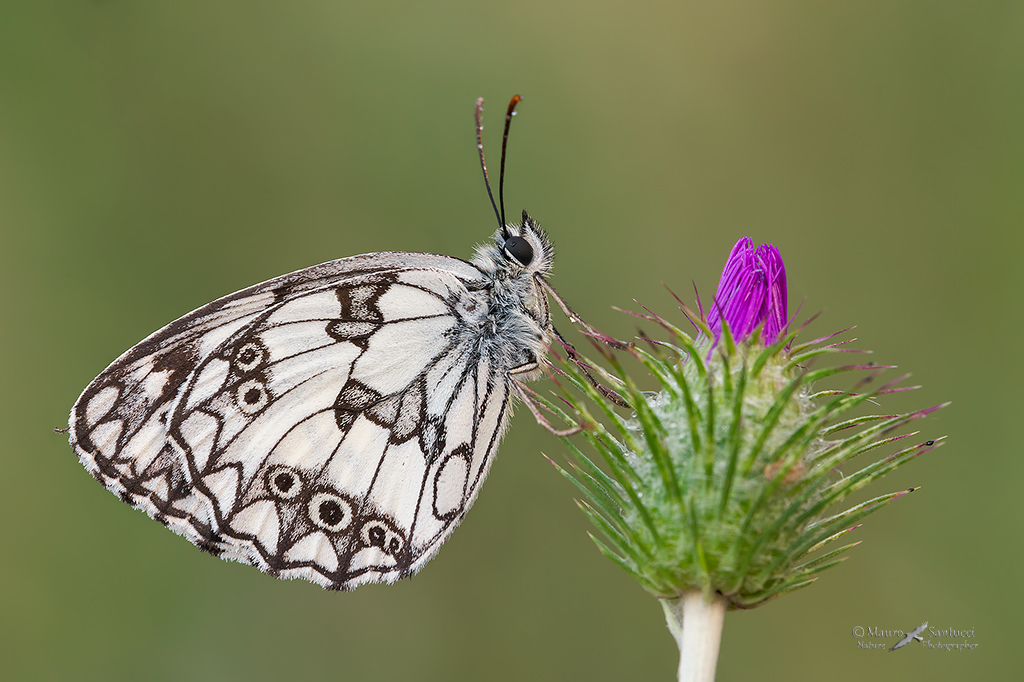 Melanargia galathea