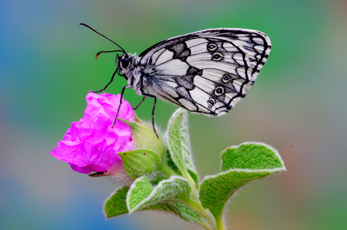 Macro , prima uscita