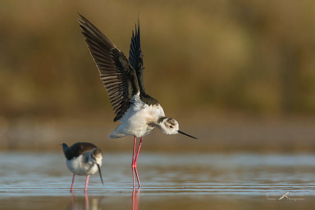 Una bella stiracchiata