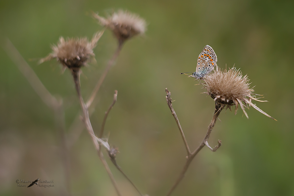 Licenide e cardi secchi