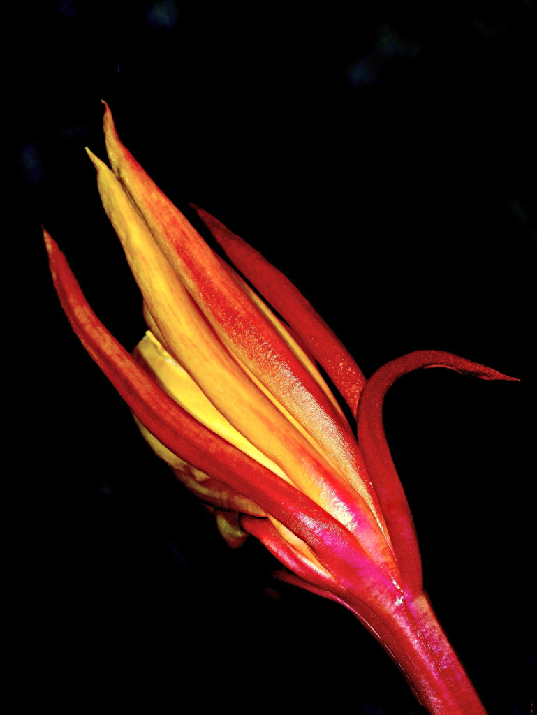 ***Lingue di suocera***