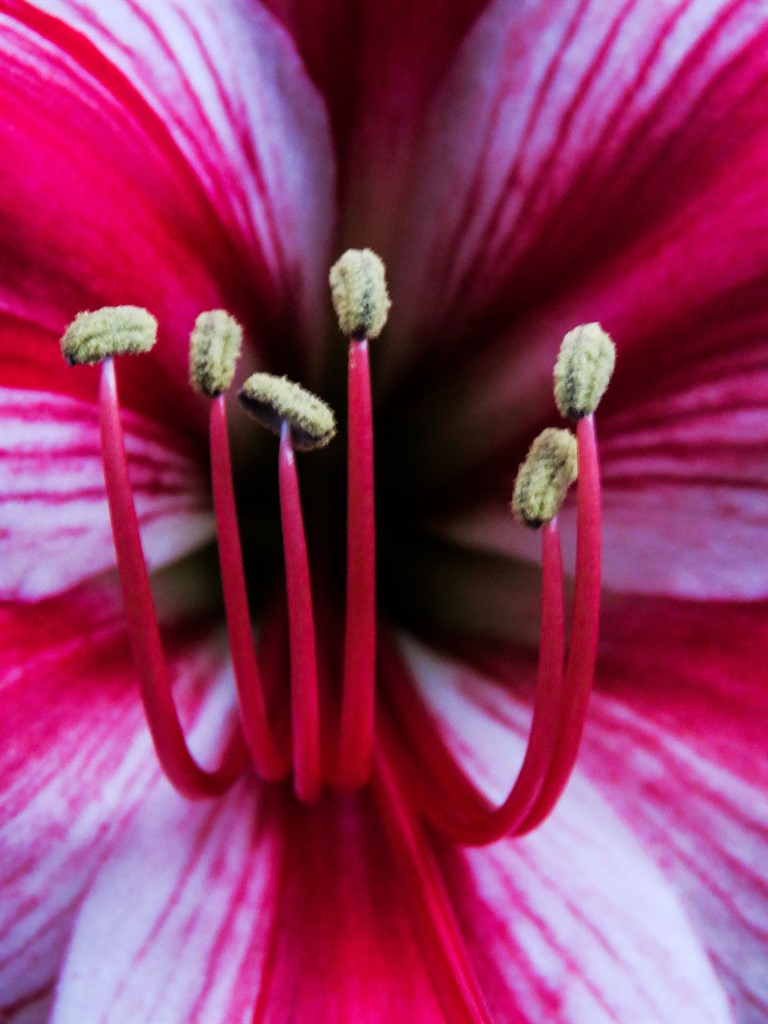 amaryllis gervase