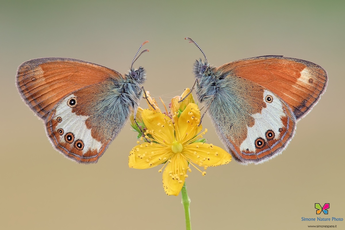 Coenonympha arcania �