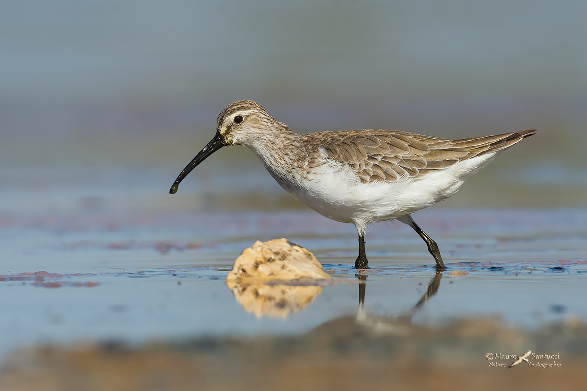 Piovanello comune femmina