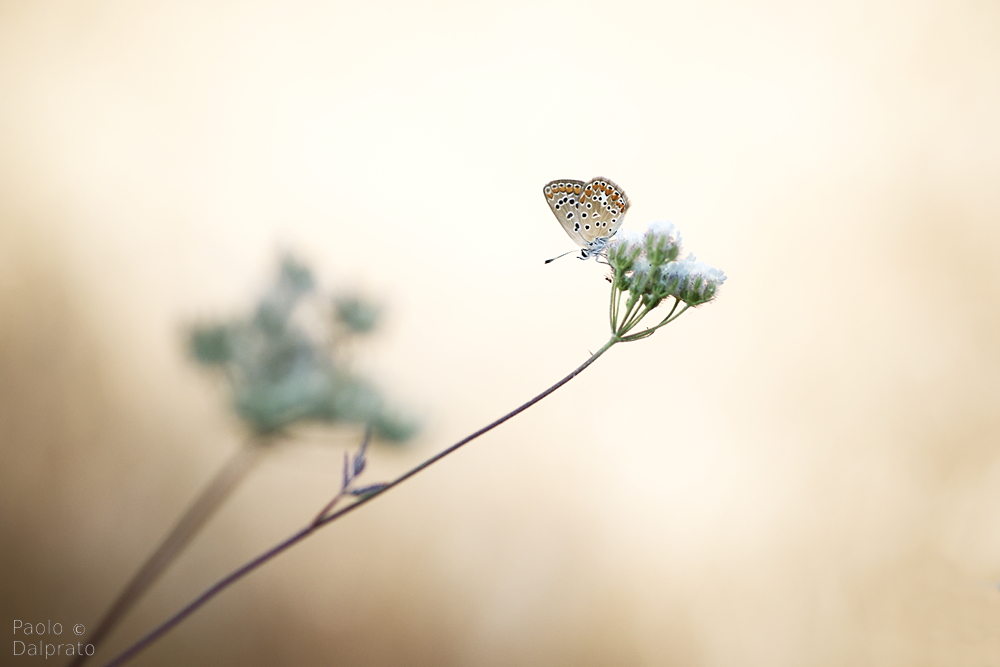 Non faccio foto di fiori