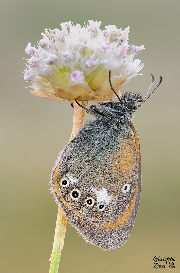 Coenonympha glycerion