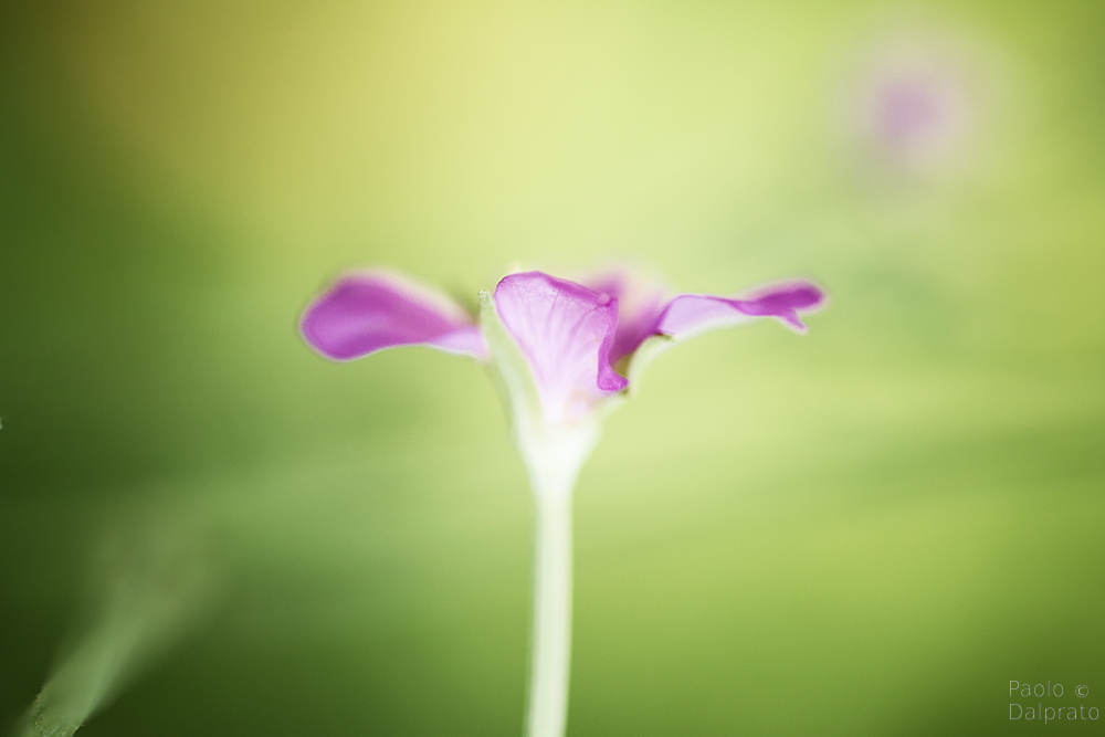 Non faccio foto di fiori