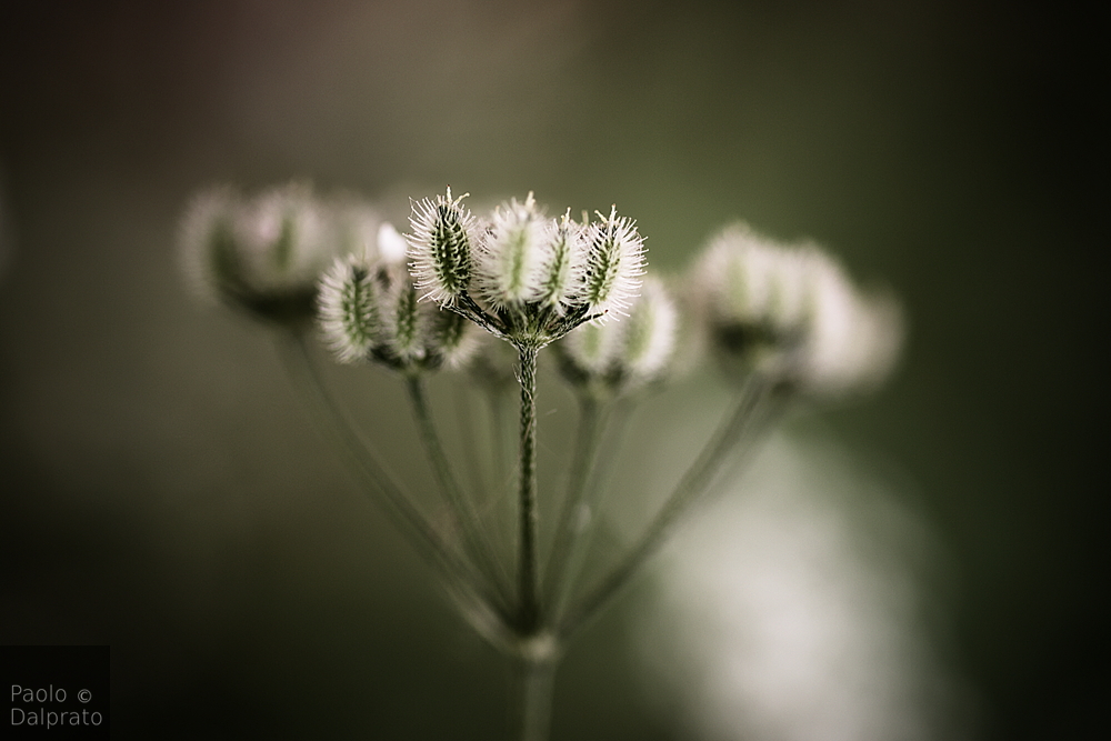 Non faccio foto di fiori