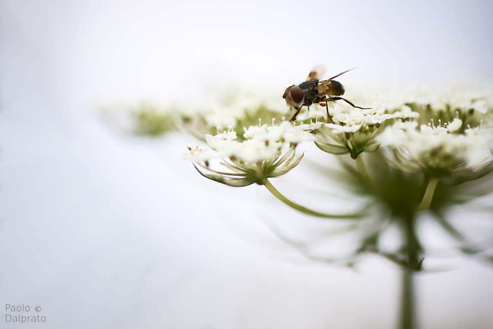 Non faccio foto di fiori