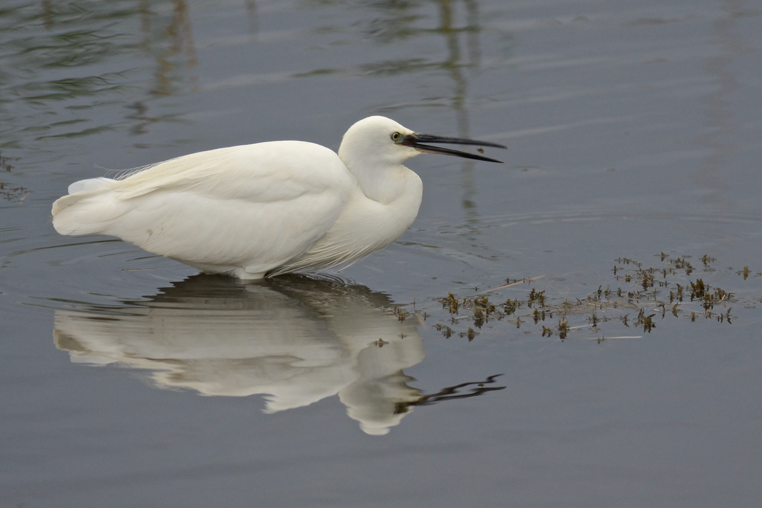 Saltinbocca alla romana
