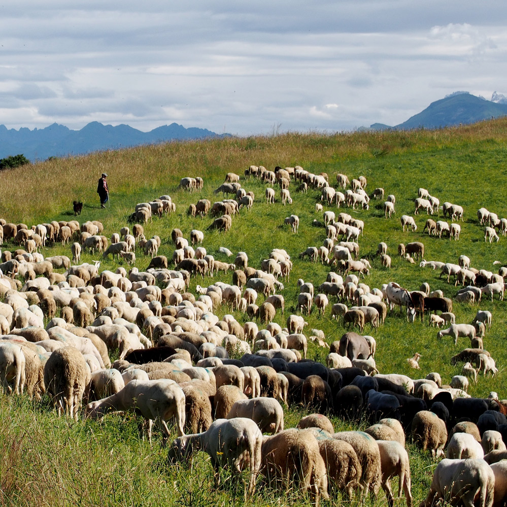 Tante pecore, un pastore