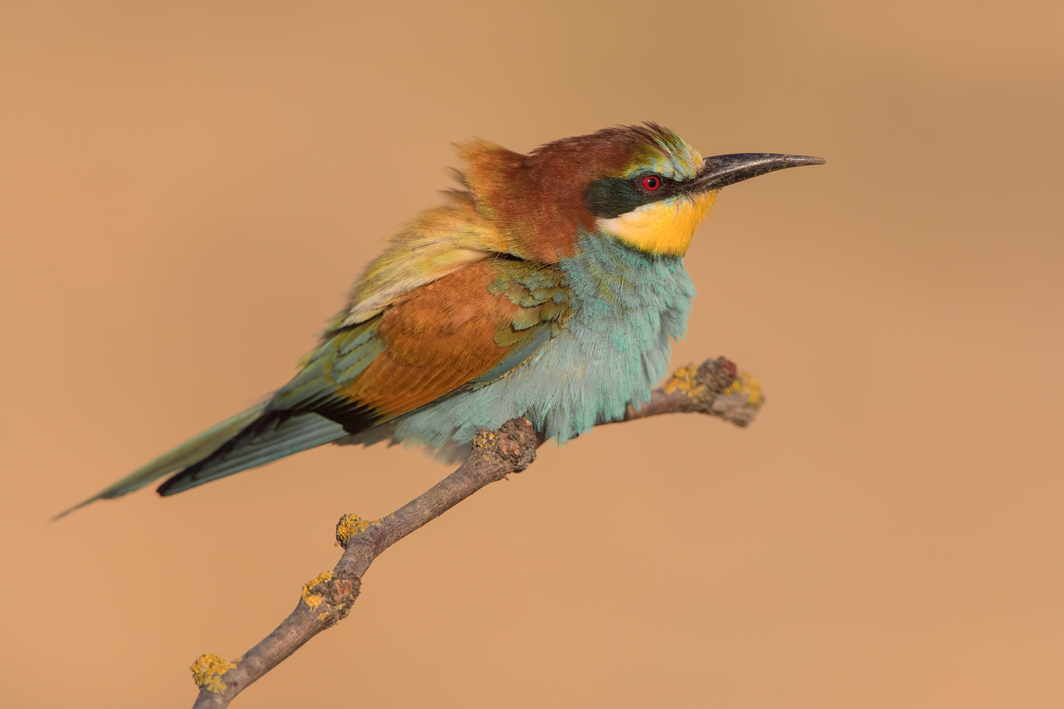 all'ultimo raggio di sole