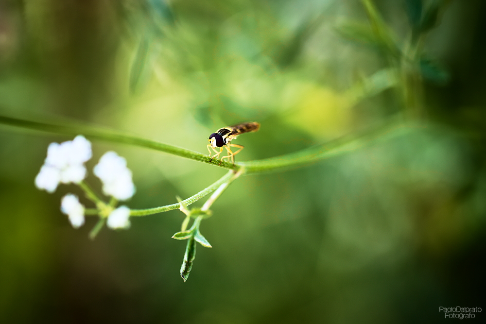 Non faccio foto di fiori