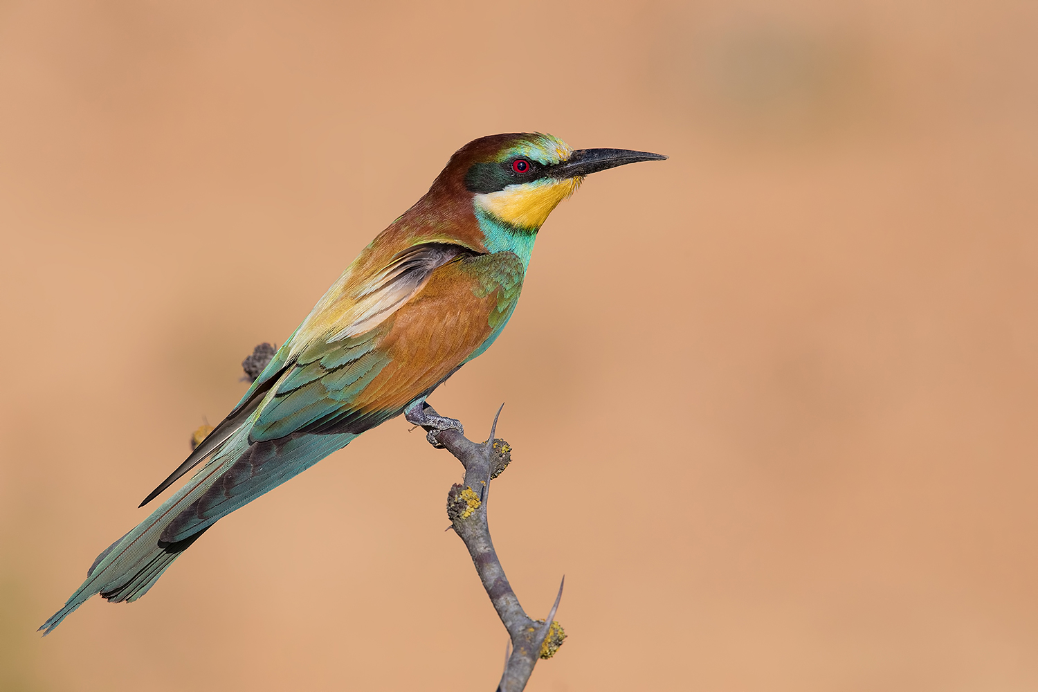 Gruccione (l�....dove osa Al Top)