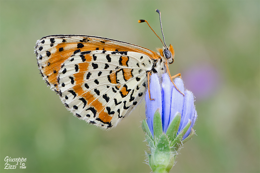 Melitaea didyma