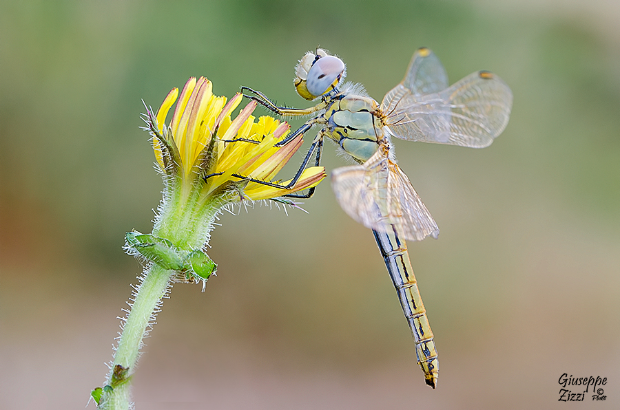 Sympetrum Fonscolonbii