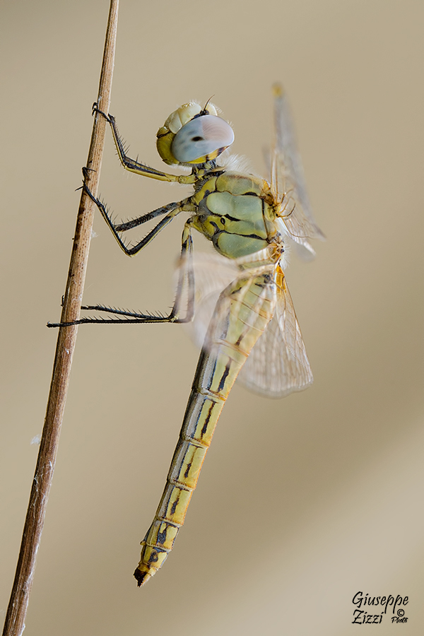 Sympetrum Fonscolonbii