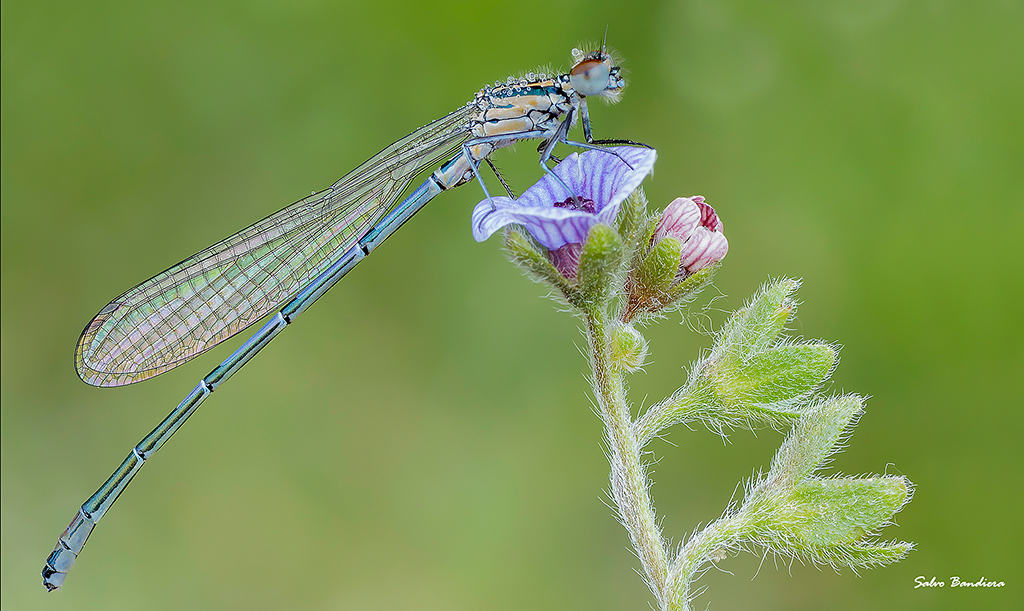 Coenagrion puella...