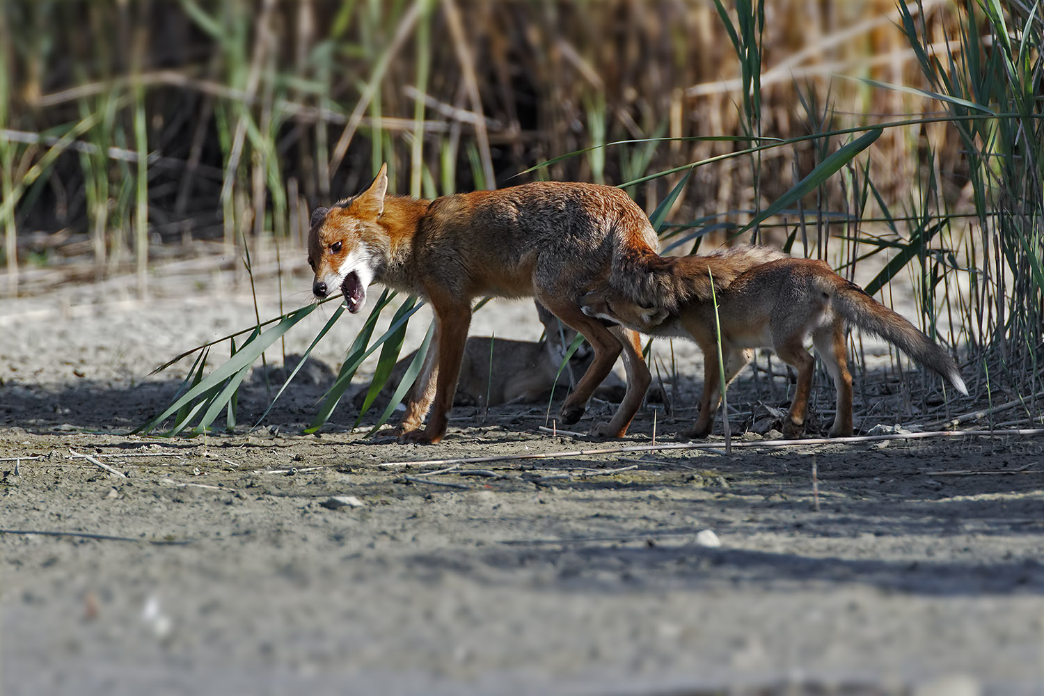Giochi ....dolorosi. Maschio di volpe con prole