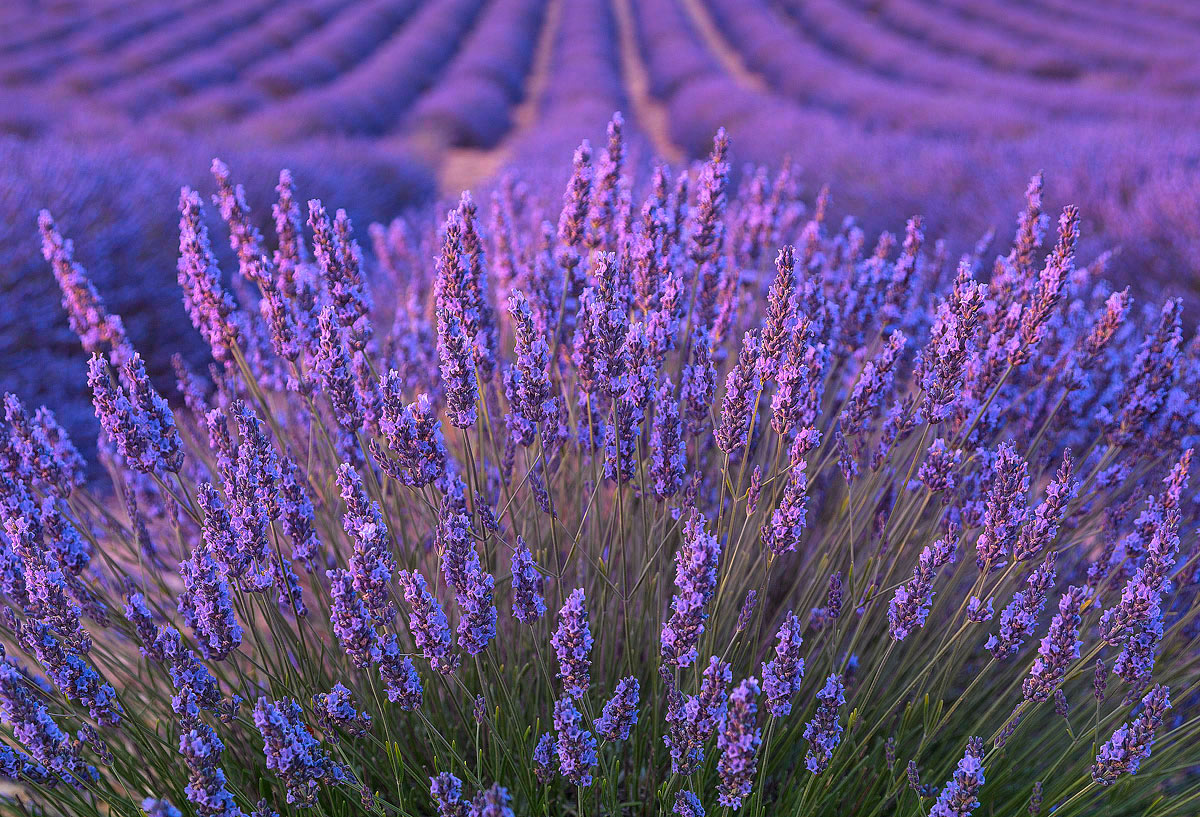 Lavanda
