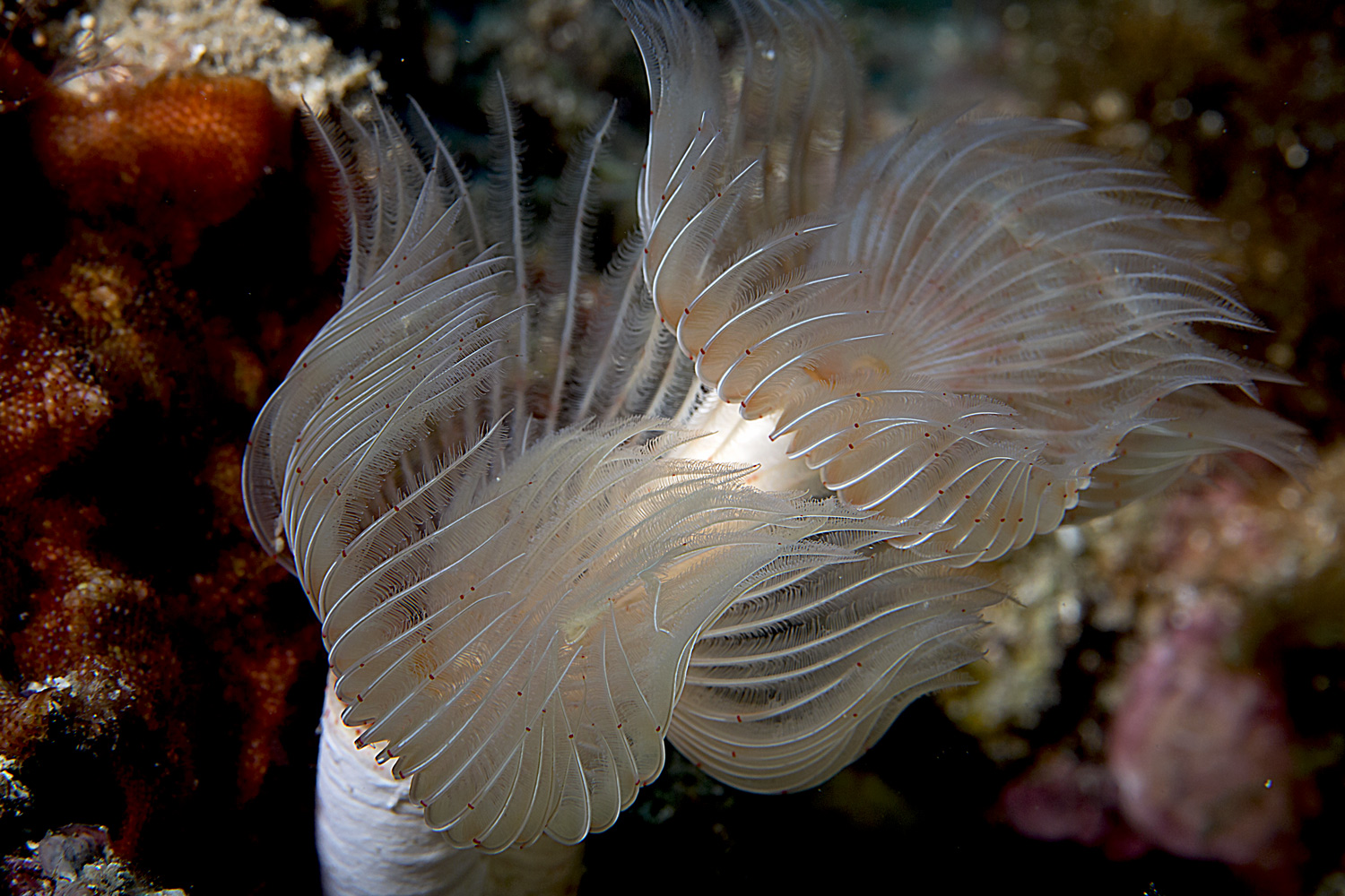 Solo un'altra foto di fiori...