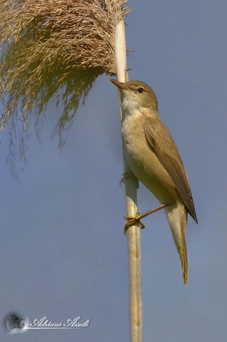 Cannaiola (Acrocephalus scirpaceus )