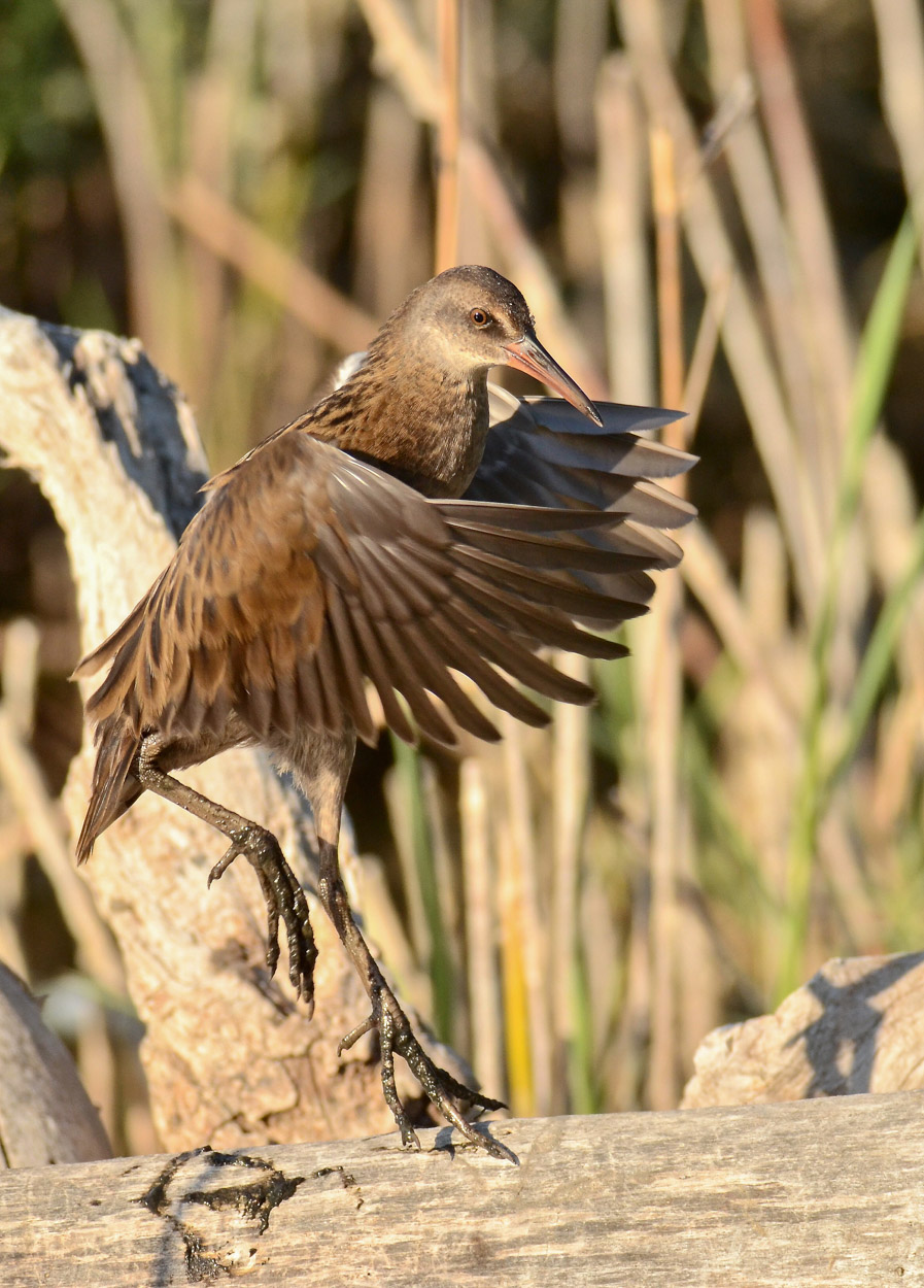La danza del porciglione