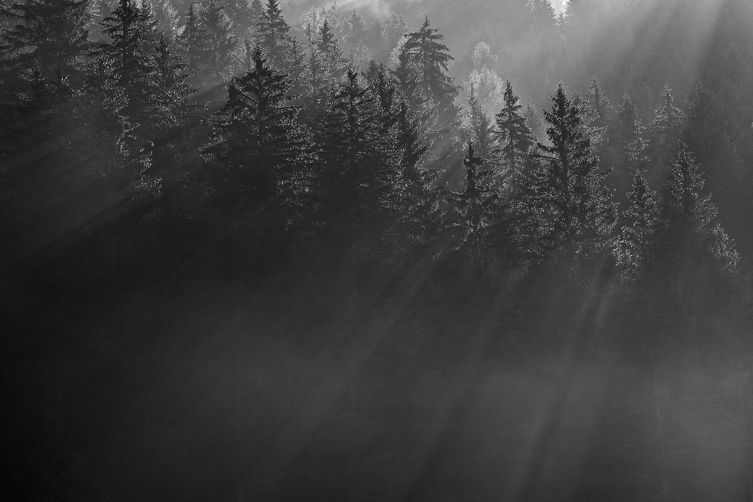 il richiamo della foresta