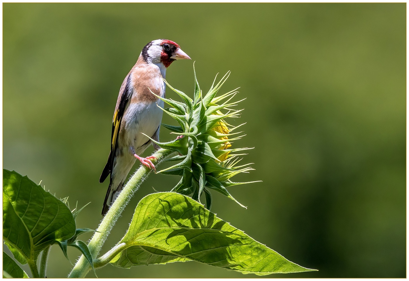 Cardellino su girasole