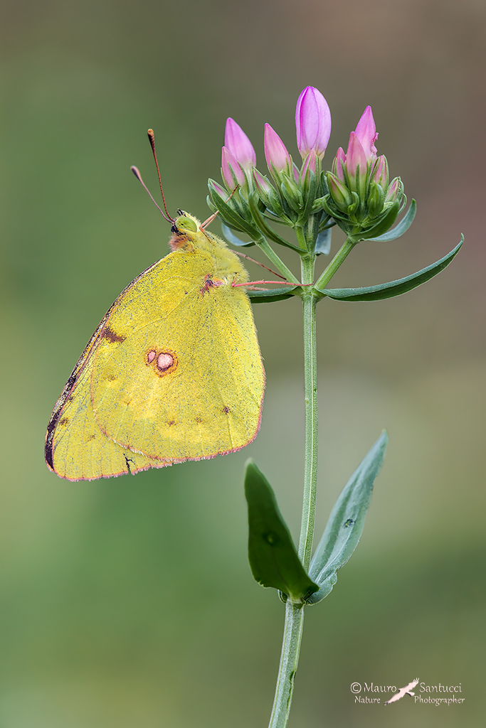 Colias crocea