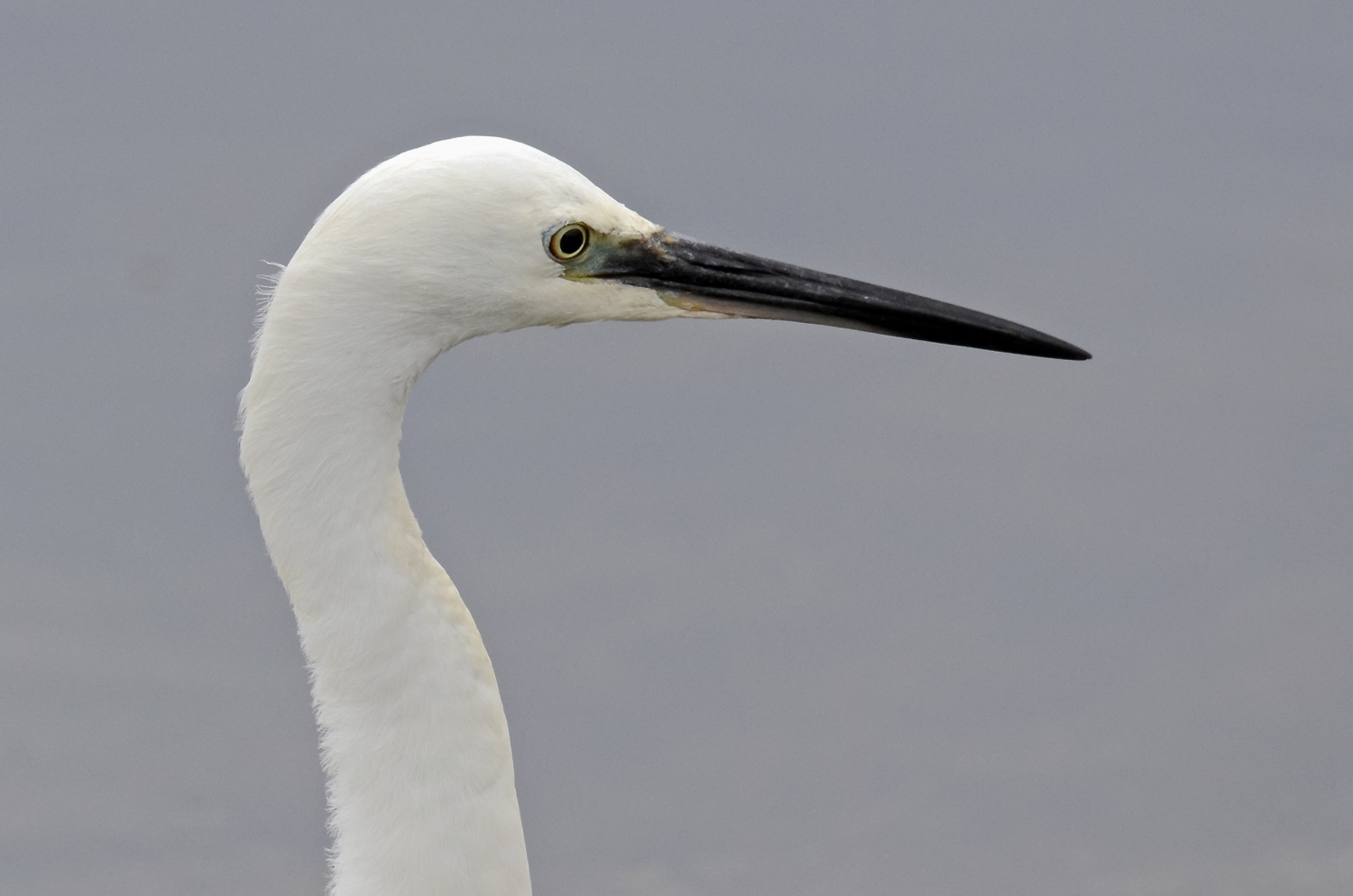 Ritrattone senza pretese...