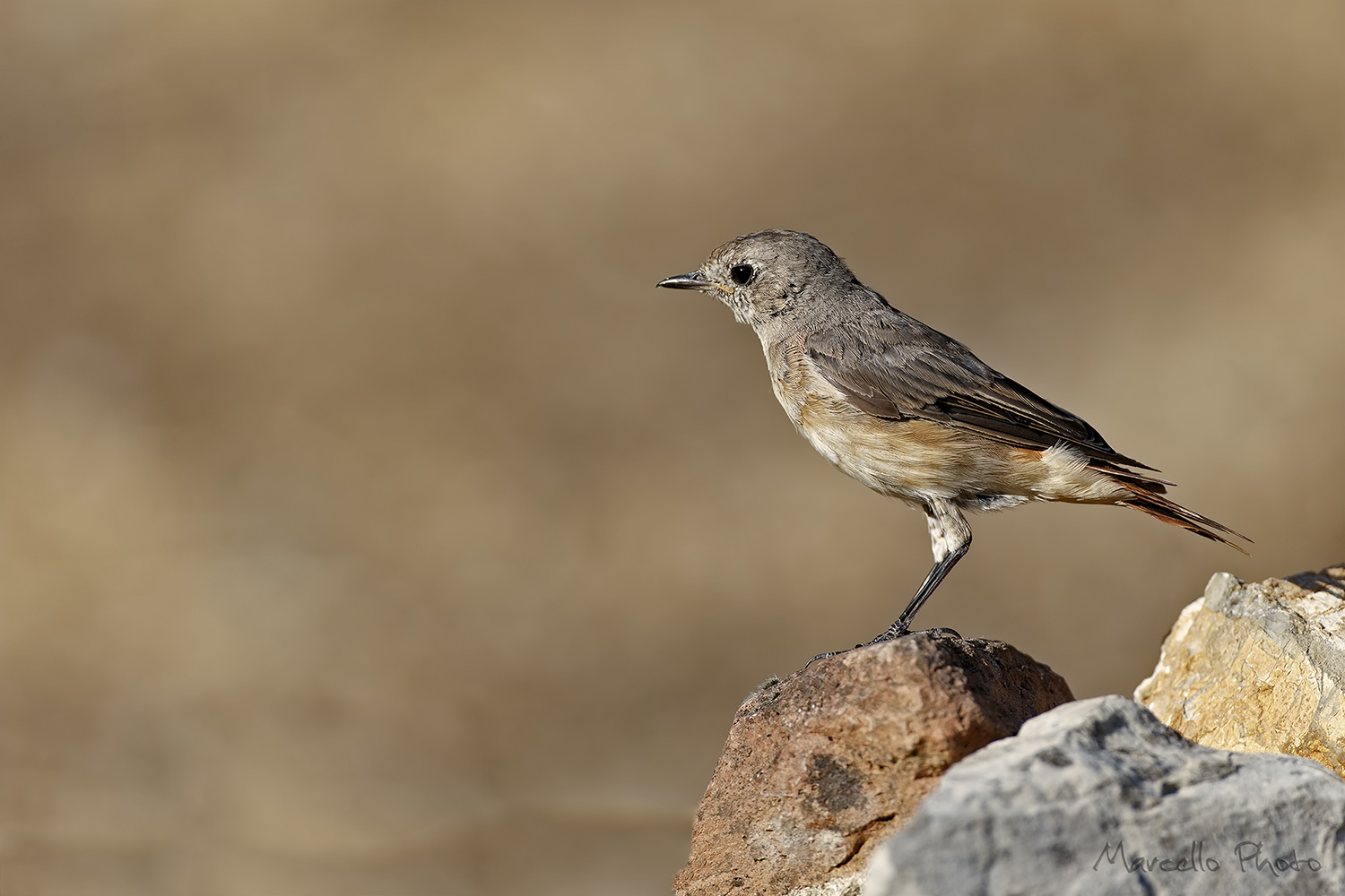 Giovane di Codirosso