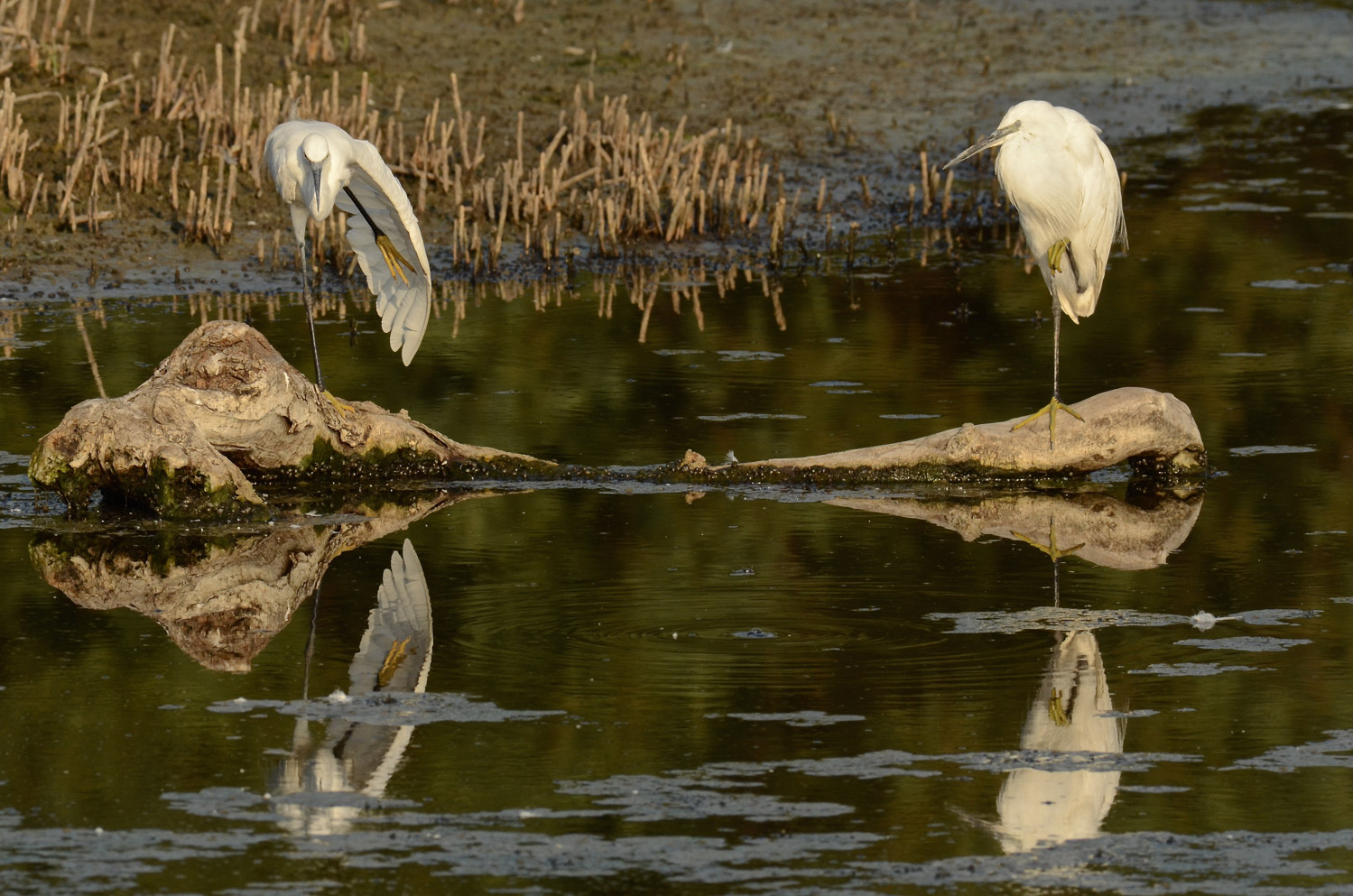 Stiramenti, equilibrismi, simmetrie...