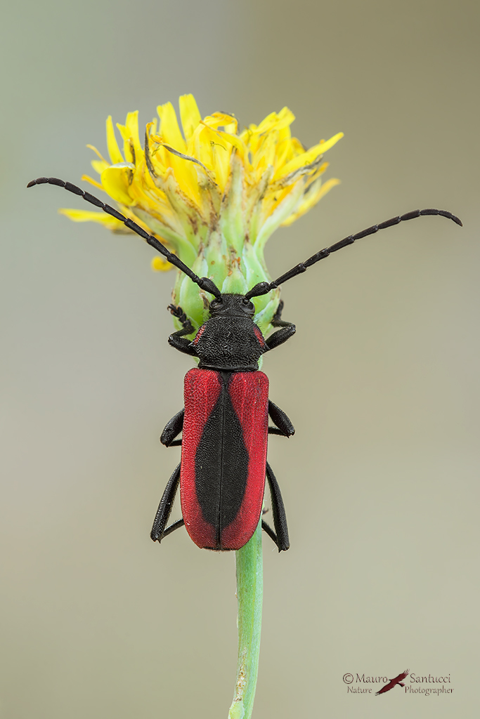 Purpuricenus-kaehleri-(Linnaeus-1758)
